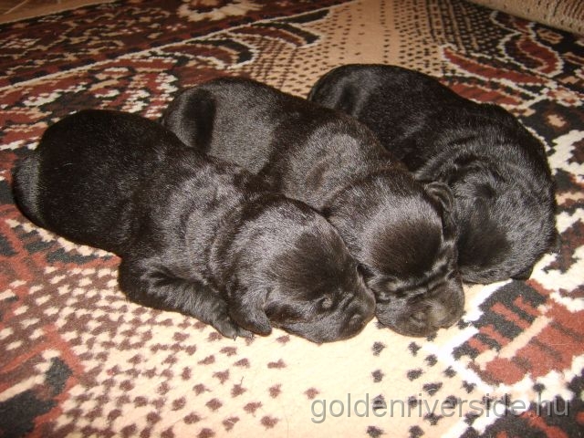 S6002886 k.jpg - Labrador retriever kiskutyk egy hetesen.